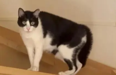 主人带二胎回家,猫咪看了一脸无语:这么快就又让我当保姆? 主人带二胎回家,猫咪看了一脸无语:这么快就又让我当保姆?