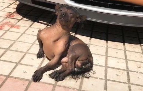狗狗坐在地上晒太阳,表情特别享受,网友:这狗的发型好酷 狗狗坐在地上晒太阳,表情特别享受,网友:这狗的发型好酷