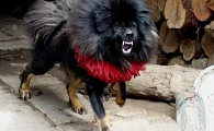 鬼獒真的存在吗