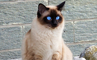 十大名贵猫排行