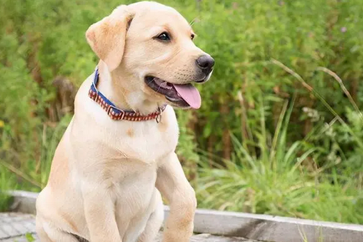 拉布拉多能当缉毒犬吗