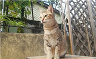 啥是后院猫