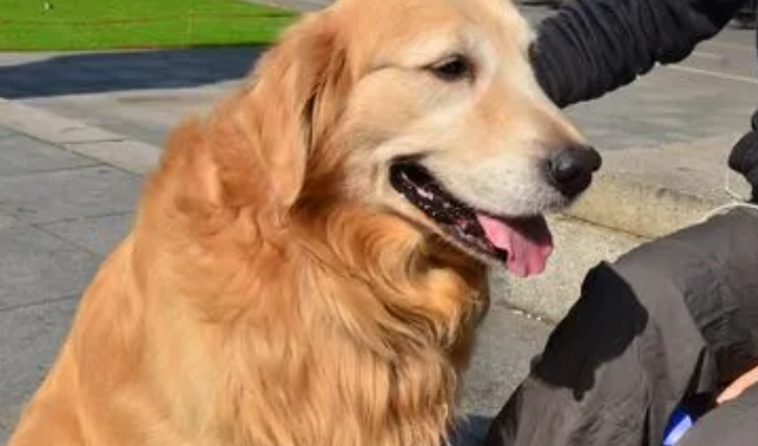 金毛犬幼犬价格多少钱