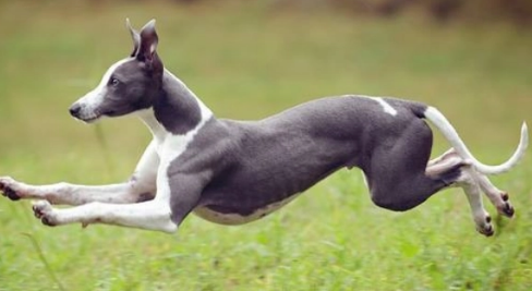 脸又细又长的狗猎犬品种大全 脸又细又长的狗猎犬品种大全