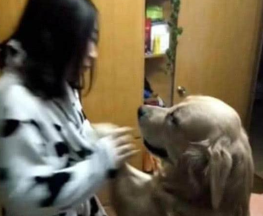 金毛不让女主睡觉，冲她干了这种事，一夜之后女主腿都软了！ 