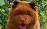 五红犬的缺点和危害