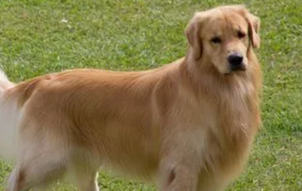 适合当导盲犬的狗品种
