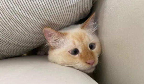 猫咪天生斗鸡眼,视角受限,模样无辜,但私下性格却是... 猫咪天生斗鸡眼,视角受限,模样无辜,但私下性格却是...