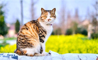 动漫里的猫品种及特征