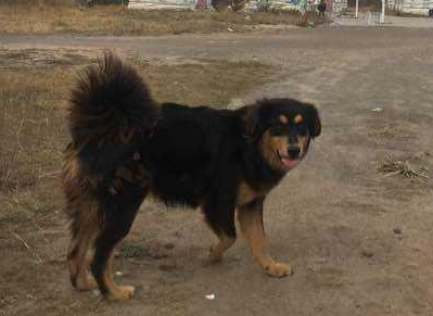 太行犬和东北笨狗区别 太行犬和东北笨狗区别