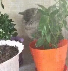 主人给盆栽浇水，旁边的猫咪也顺便被喷湿，猫：没看见本喵在这吗