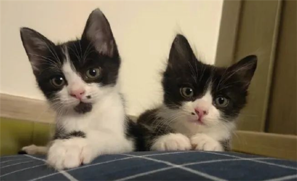猫咪嘴巴黑黑的，就是黑下巴吗？