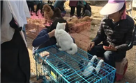 卖猫后院什么意思