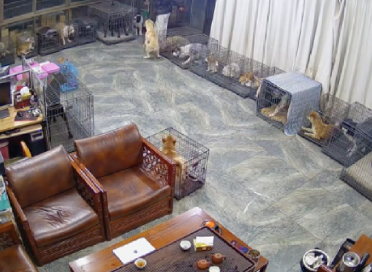 店里的狗狗在吵架嚎叫,老板嗷了一嗓子全都安静了,这就是狗王? 店里的狗狗在吵架嚎叫,老板嗷了一嗓子全都安静了,这就是狗王?