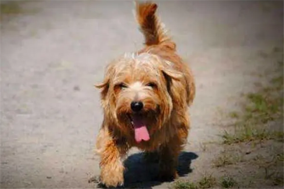 罗福梗犬有哪些缺点