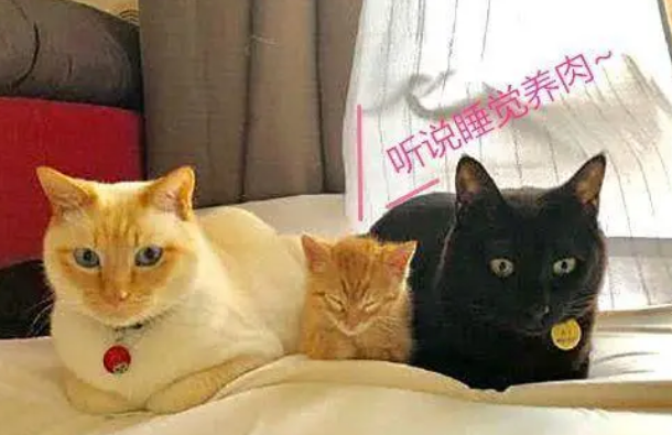 三只猫拍合照,中间的小猫被“排挤”,猫:等我长大你们会后悔