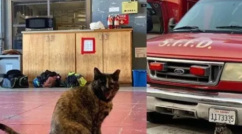 消防猫遭投诉被迫离开“工作”了5年的消防局,众消防员含泪送别