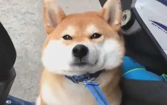 傲娇柴犬一见到婴儿就变贴心“狗保姆”,狗狗这是母爱大发啊! 傲娇柴犬一见到婴儿就变贴心“狗保姆”,狗狗这是母爱大发啊!