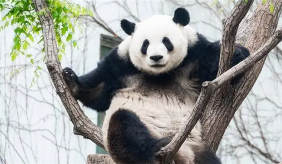 野生大熊猫和圈养大熊猫在生活特性、生存能力