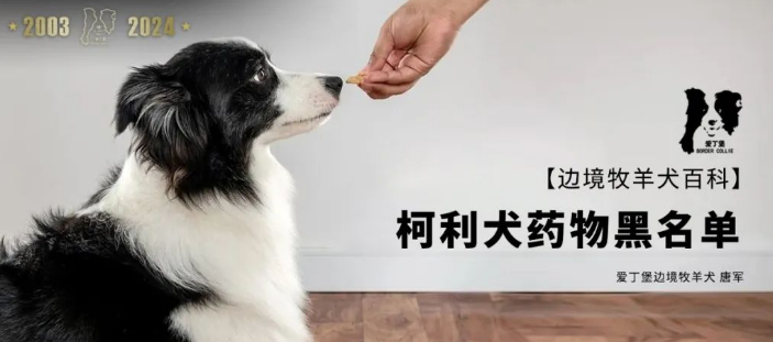 【边境牧羊犬百科】边牧/柯利犬的药物黑名单 【边境牧羊犬百科】边牧/柯利犬的药物黑名单