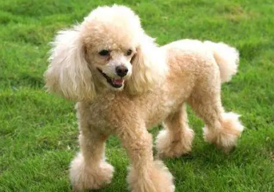 贵宾犬玩具型多少钱一只