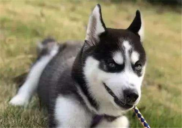 二哈是什么狗聪明吗? 二哈是什么狗聪明吗?