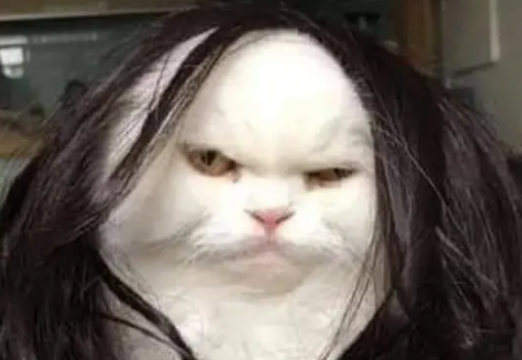 网友买了一个新假发,给猫咪戴上后笑喷了:第一次见这么丑的猫! 网友买了一个新假发,给猫咪戴上后笑喷了:第一次见这么丑的猫!