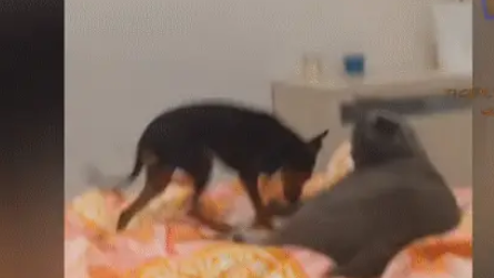 霸道猫咪遇上狗,将狗推下床,就像屎壳郎推粪球 霸道猫咪遇上狗,将狗推下床,就像屎壳郎推粪球