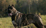 十大最霸气的狗猛犬名字