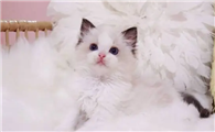 猫中的公主是什么猫