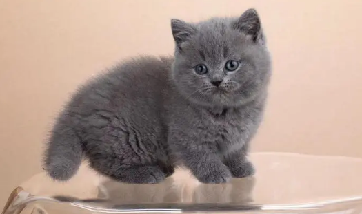 卡尔特猫和英短的区别图片