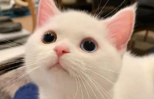 主人抱回来一只小奶猫，中途接了一个电话，再回来时看到这幕