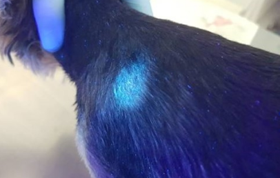 猫荧光绿毛但是没有癣 猫荧光绿毛但是没有癣