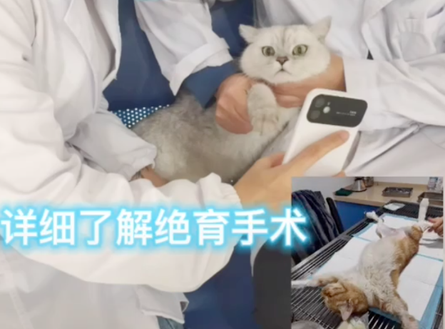 上海首辆流浪猫移动绝育车进社区,猫咪闻风丧“蛋”,网友拍手称赞! 上海首辆流浪猫移动绝育车进社区,猫咪闻风丧“蛋”,网友拍手称赞!