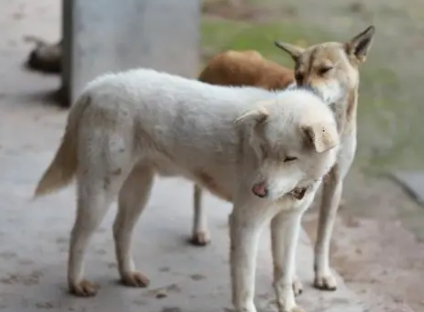 土猎犬多少钱一只
