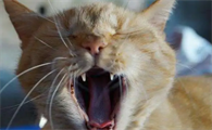 必须注意凌晨3一4点猫叫要警惕
