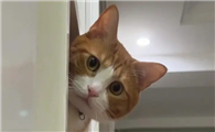 猫很担心你