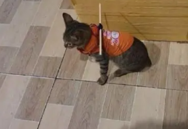 网友为防止猫咪偷跑出去,在它身上装了“小木棍” 网友为防止猫咪偷跑出去,在它身上装了“小木棍”