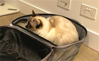卡拉猫包包实体店价格