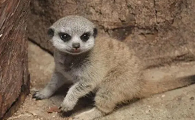狐獴和猫哪个好