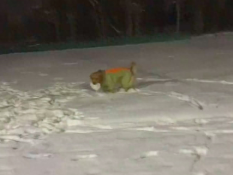 网友和狗一起玩打雪仗,它竟然搓了个比主人还大的雪球!厉害了!