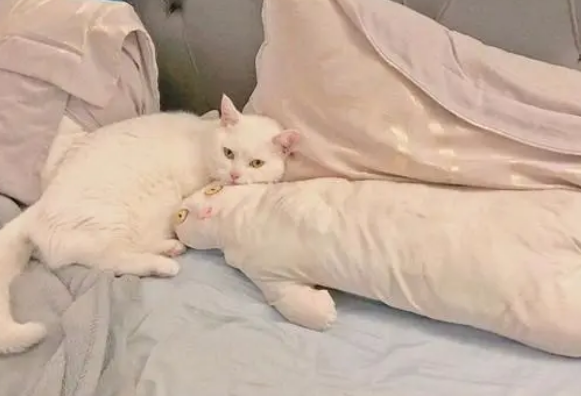 主人做了猫咪抱枕却嫌“丑”,只有猫咪喜欢它,猫:本喵宠你! 主人做了猫咪抱枕却嫌“丑”,只有猫咪喜欢它,猫:本喵宠你!