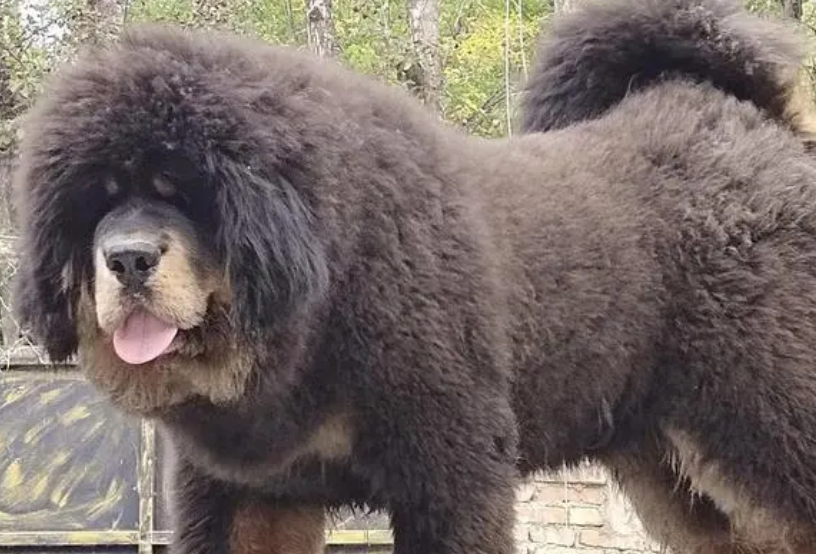 原生獒的尖牙利齿 原生獒的尖牙利齿