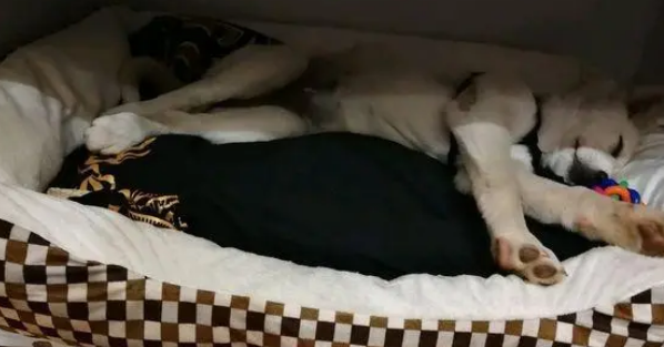 拉布拉多睡觉真不老实,翻来覆去的,就是醒不了! 拉布拉多睡觉真不老实,翻来覆去的,就是醒不了!