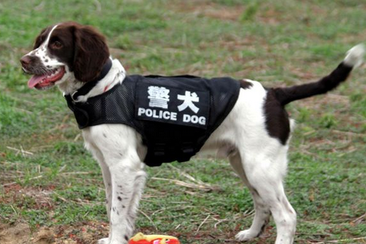 史宾格缉毒犬会染上毒瘾吗 史宾格缉毒犬会染上毒瘾吗