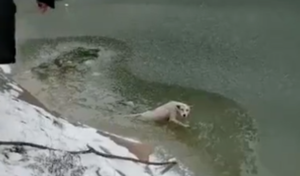 流浪狗妈妈产子,狗爸爸主动向人求助,最后结局令人泪目...... 流浪狗妈妈产子,狗爸爸主动向人求助,最后结局令人泪目......