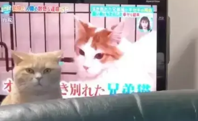 当猫咪发现铲屎官在看别的猫时,嫉妒让猫面目全非 当猫咪发现铲屎官在看别的猫时,嫉妒让猫面目全非