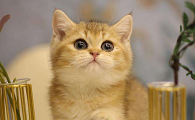 金色瞳孔的猫寓意咪取名