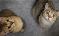 怎么区分是不是后院猫