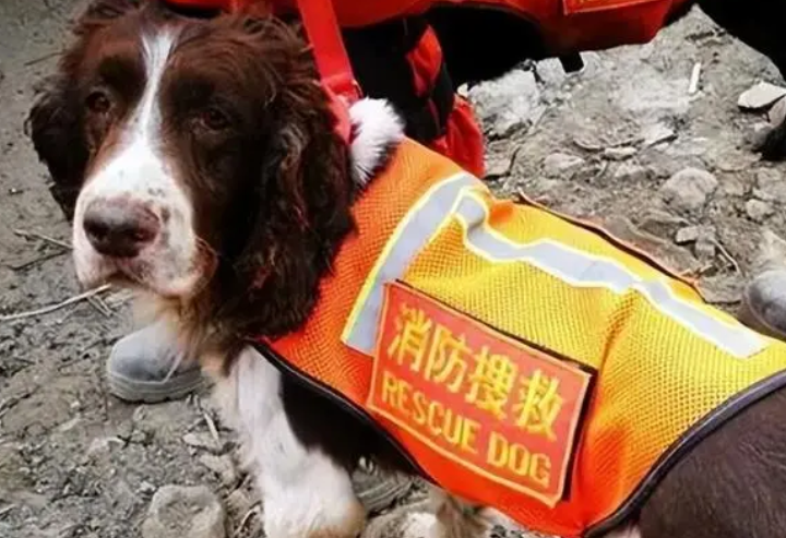搜救犬品种排名 搜救犬品种排名